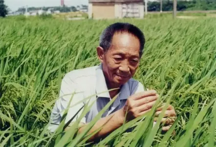 杂交水稻国际推广